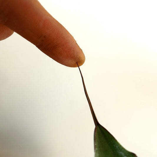 Agave parrasana X Agave eborispina succulent with long sharp spine and thick green leaf