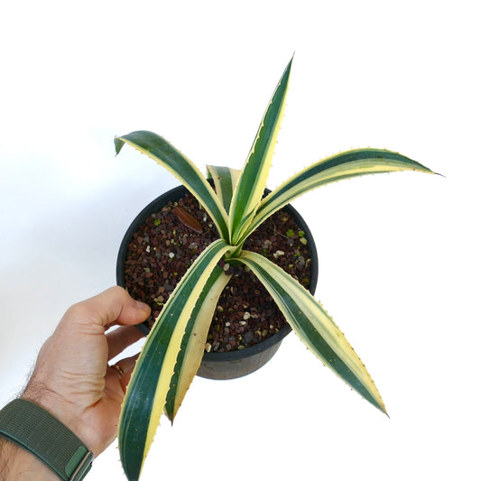 Agave americana succulent with variegated green and cream leaves and sharp spines
