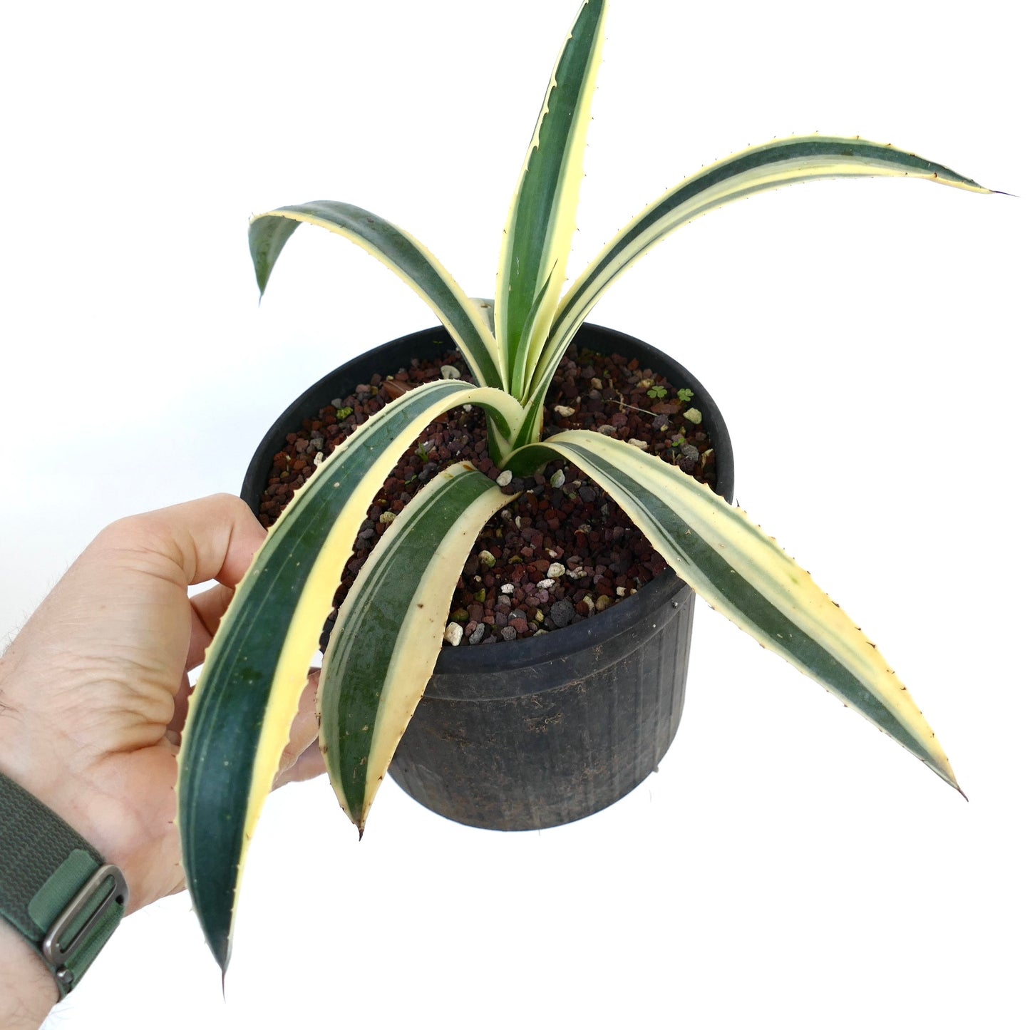 Agave americana succulent with long variegated green and cream leaves and small spines