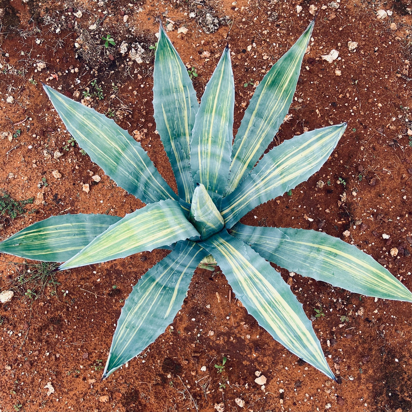Agave americana striata succulent with long variegated blue-green leaves and sharp spines