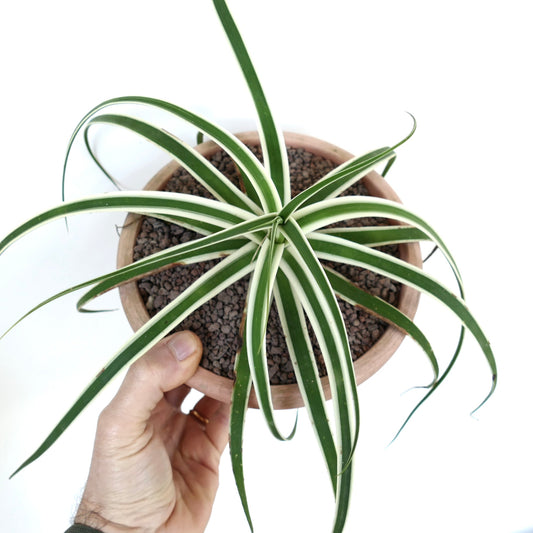 Agave bracteosa with slender green leaves and white margins in a small terracotta pot