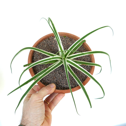 Agave bracteosa 'SUMMER SNOW' variegated succulent with long narrow white-striped green leaves in terracotta pot