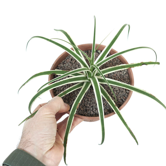 Agave bracteosa succulent with long narrow green leaves and white margins in pot
