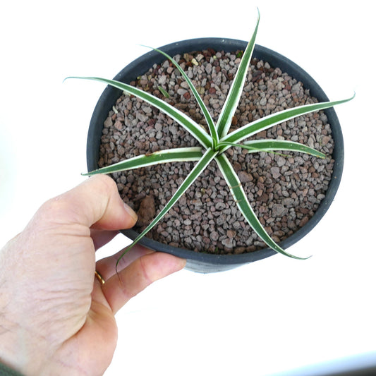 Agave bracteosa cv SUMMER SNOW variegated succulent with narrow white-striped green leaves in black pot