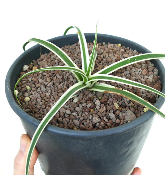 Agave bracteosa succulent with long narrow green leaves and white margins in black pot