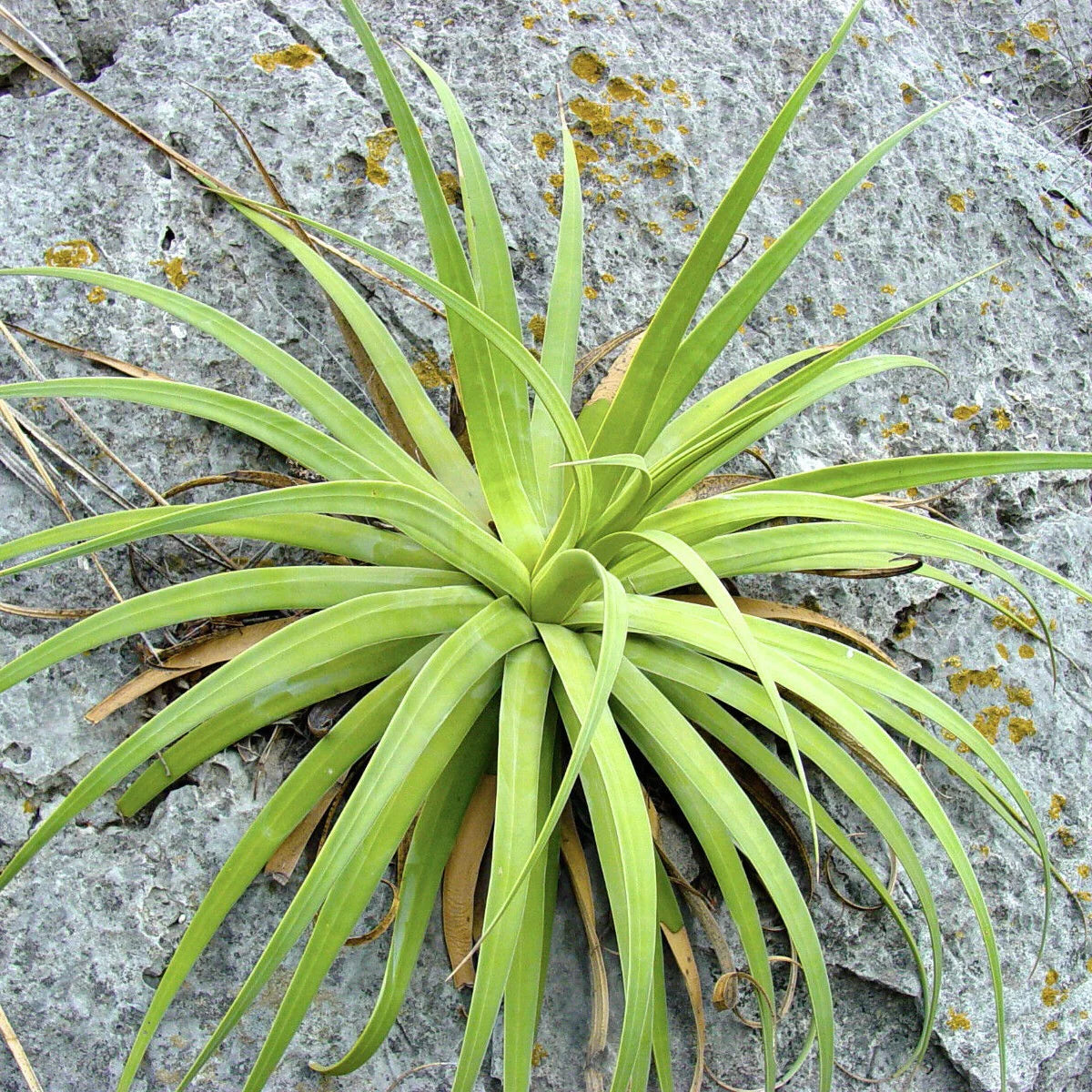 Agave bracteosa succulent with narrow, smooth, bright green leaves growing on rocky ground