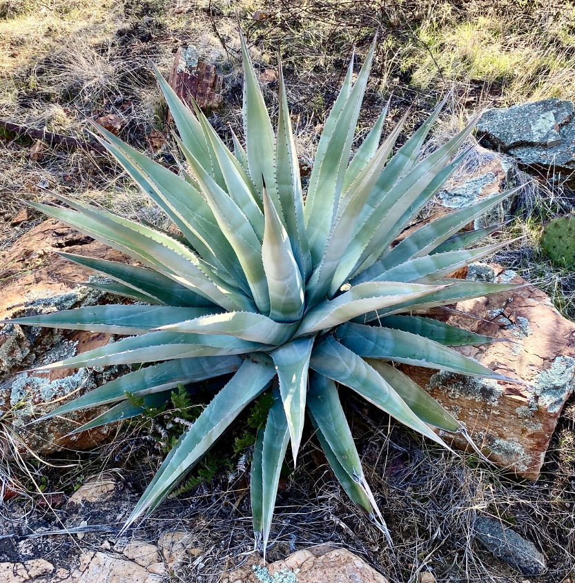 Agave chrysantha large succulent rosette with sharp spines and blue-green leaves growing on rocky soil