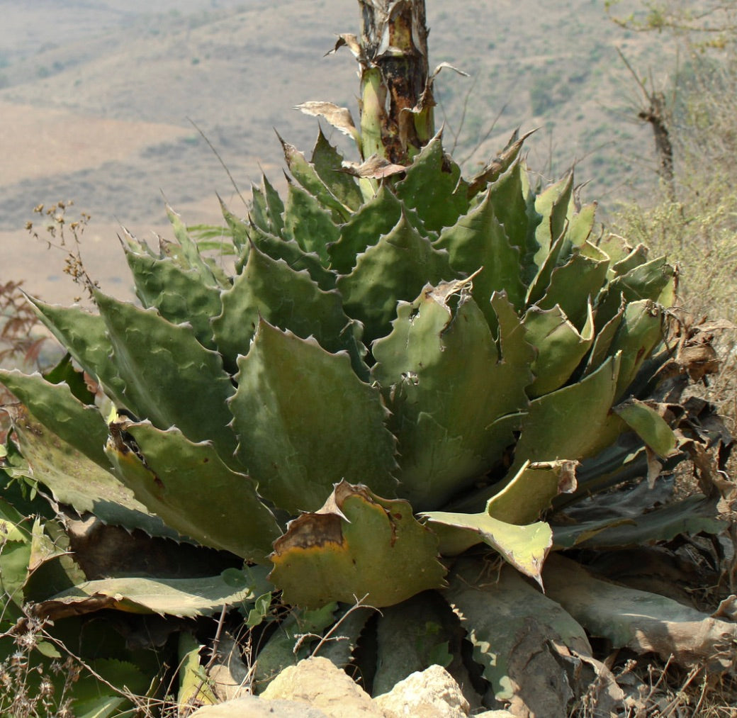 Agave cupreata succulent rosette with thick spiny green leaves and rugged texture outdoors