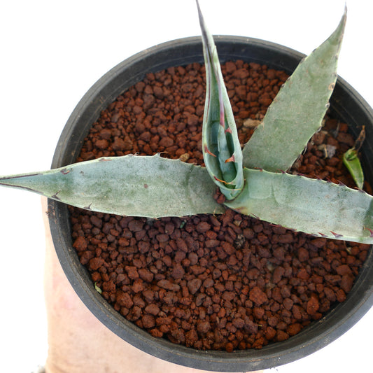 Agave deserti var. simplex succulent with thick blue-green leaves and reddish spines in black pot