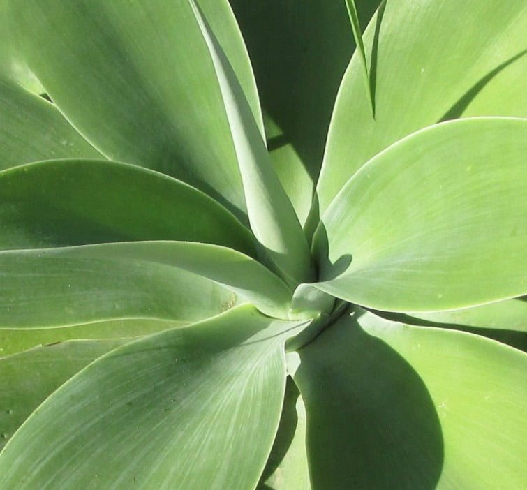 Agave ellemeetiana succulent plant with smooth broad green leaves and rosette form