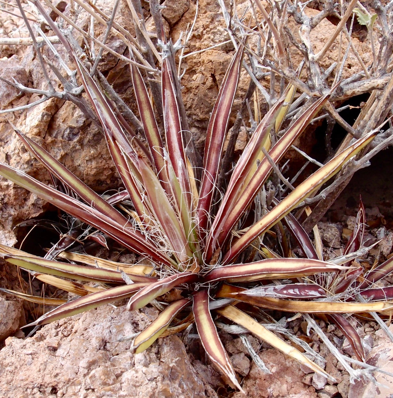 Planta De Yuca De Palma Del Sur De La Familia Del Agave Como Fondo Foto De Stock Y Más Banco De - Foto 2