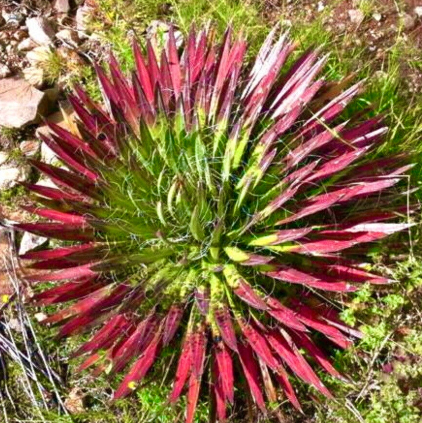 Agave filifera succulent rosette with long narrow red and green leaves and fine white filaments