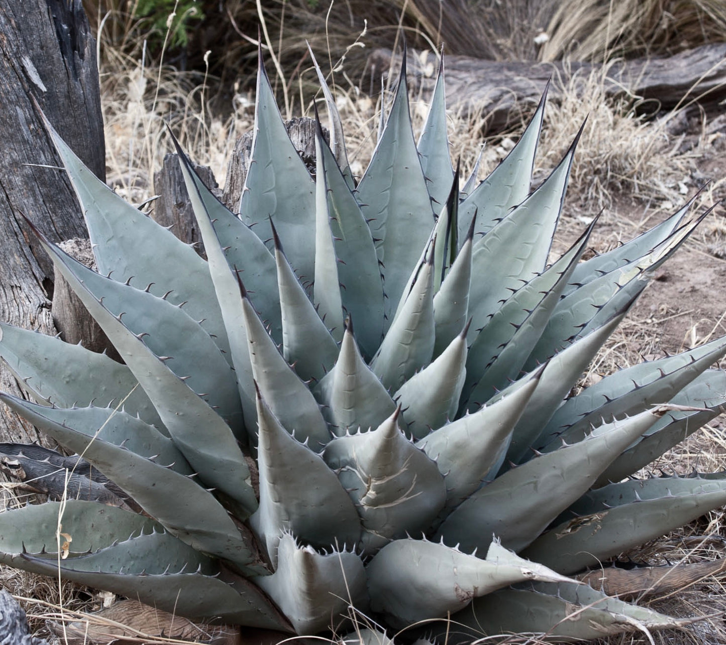 Agave havardiana large succulent with thick blue-gray leaves and sharp dark spines