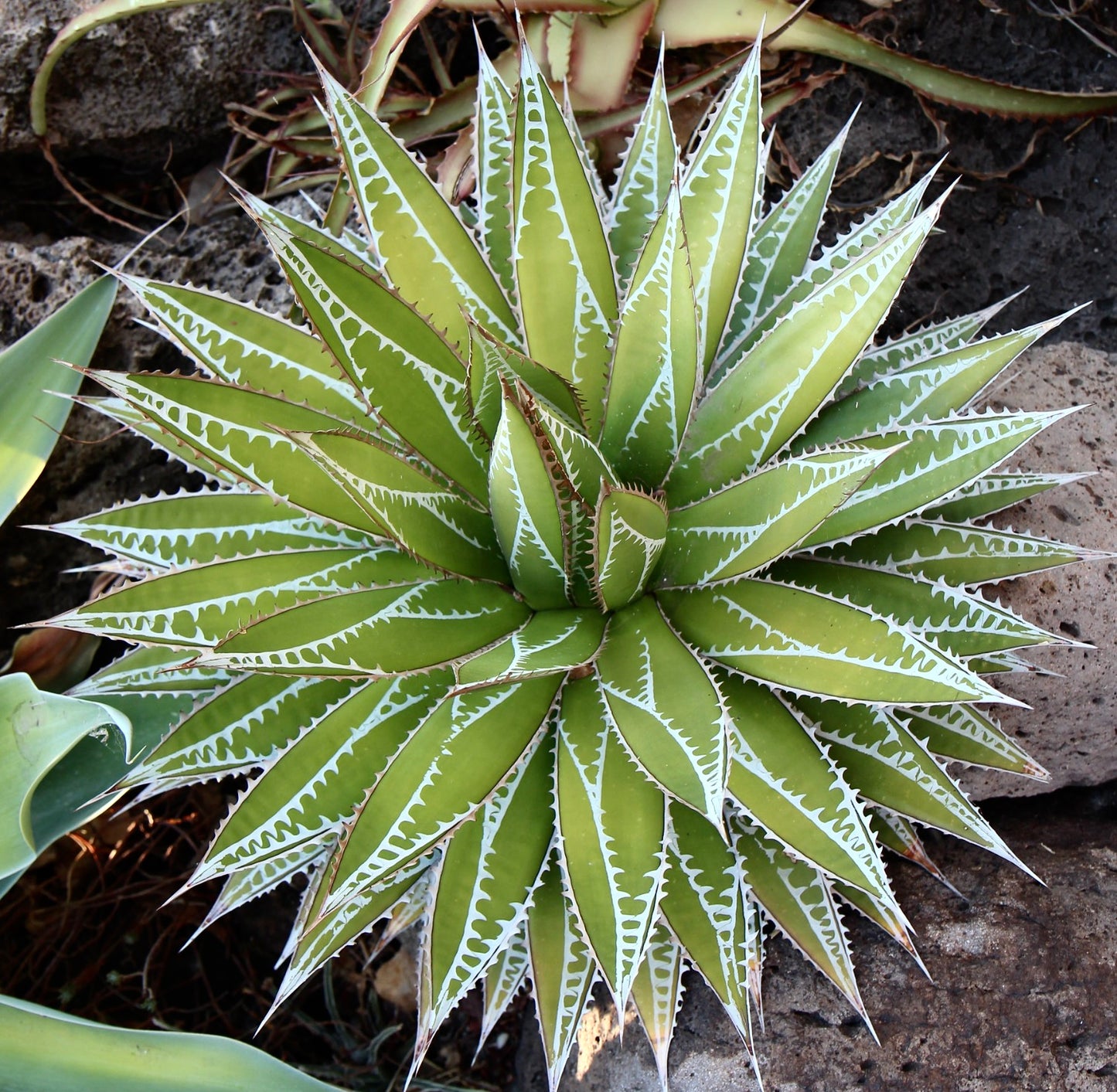 Agave impressa succulent rosette with sharp spines and white-edged green leaves growing in rocky soil