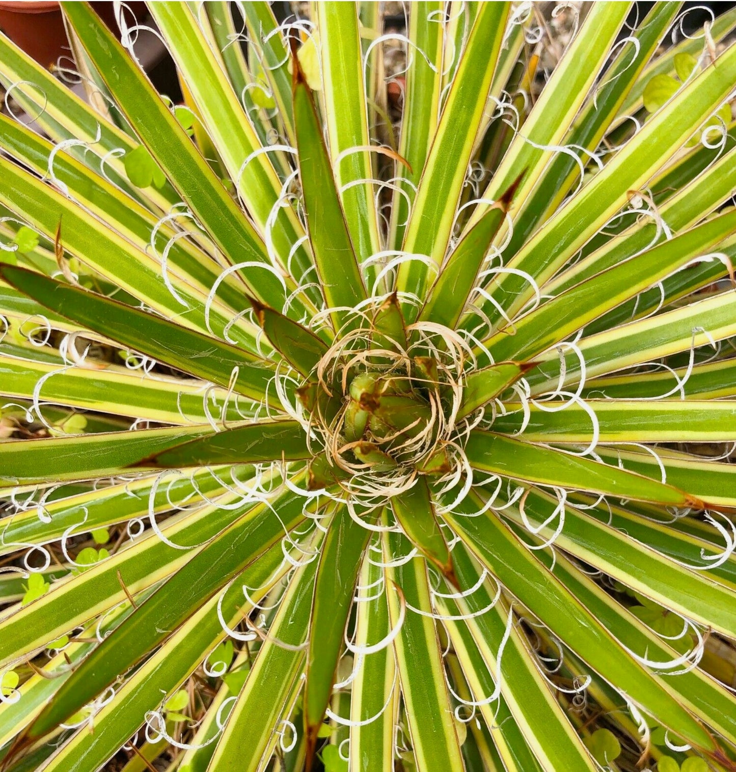 Agave leopoldii succulent with variegated green and yellow leaves and curly white filaments