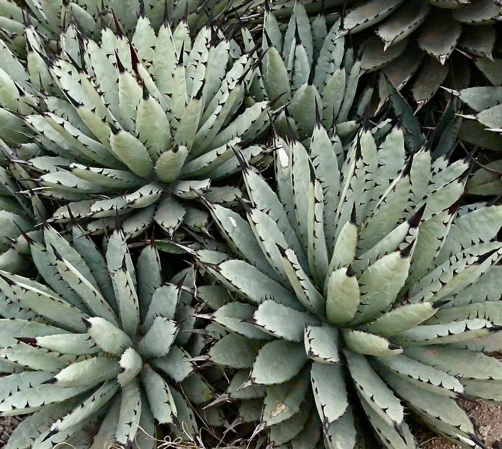 Agave macroacantha succulent rosette with thick gray-green leaves and dark spines