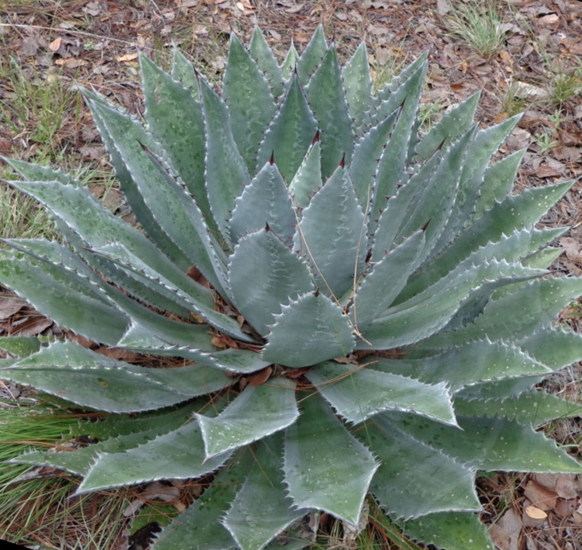 Agave maximiliana succulent rosette with thick spiny blue-green leaves in natural ground setting