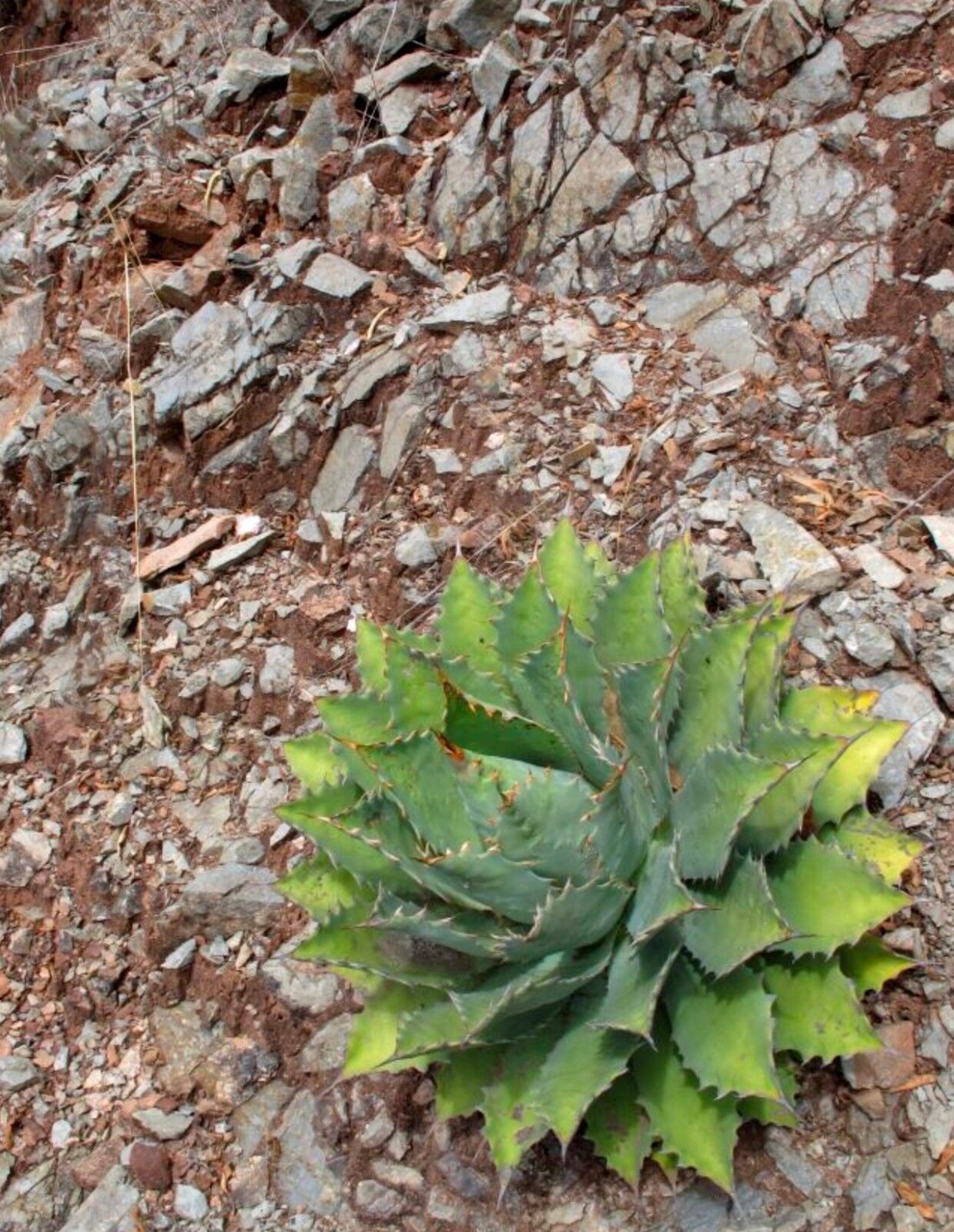 Agave nussaviorum succulent rosette with spiny, thick green leaves on rocky soil