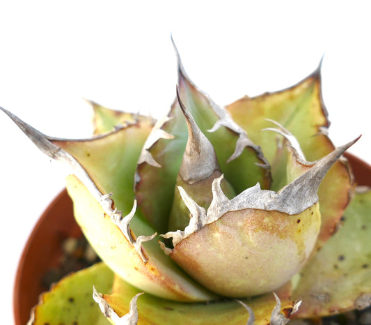 Agave oteroi WILD BALL FORM