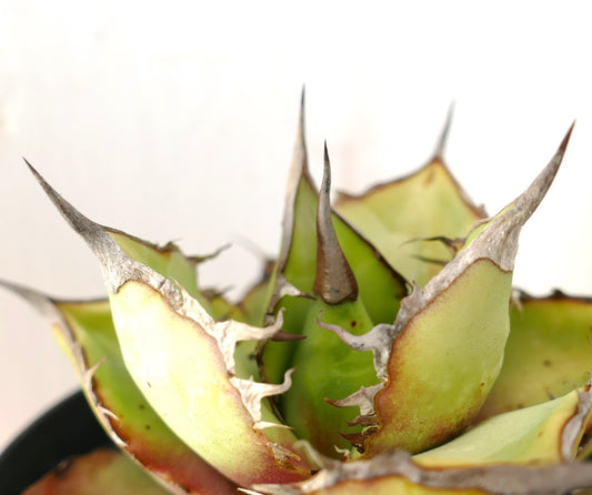 Agave oterpo WILD GROW SELECTED