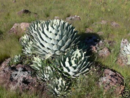 Agave parryi rosette succulent with thick blue-gray leaves and sharp spines growing in rocky terrain