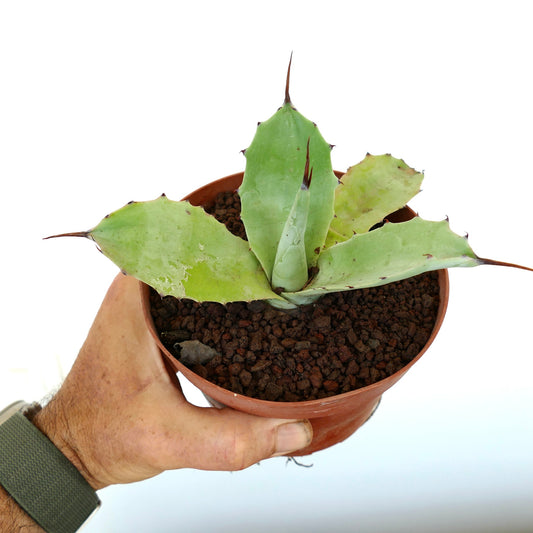 厚みのある緑色の葉と目立つ茶色の棘を持つアガベ・パリー×オバティフォリアの多肉植物(鉢植え)