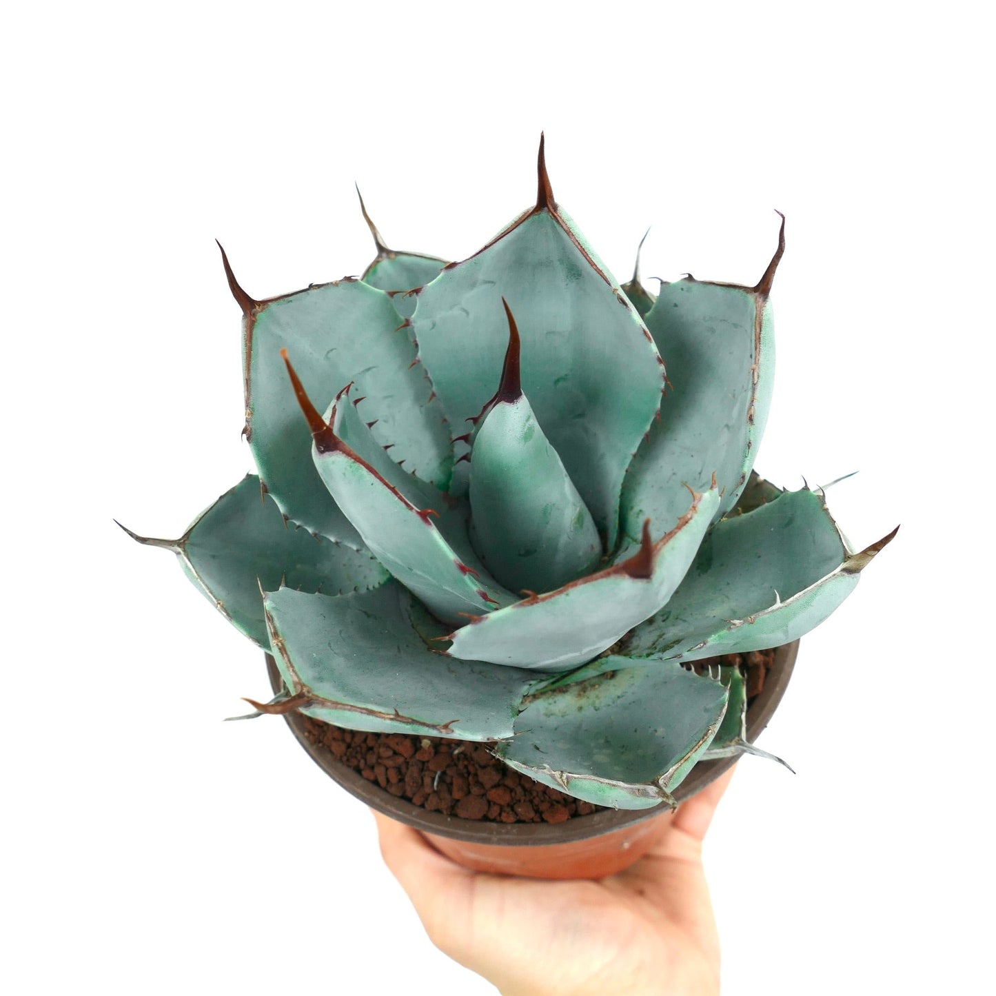 Agave parryi cv 'BLUE Huntington' succulent with blue-green thick leaves and sharp brown spines in pot