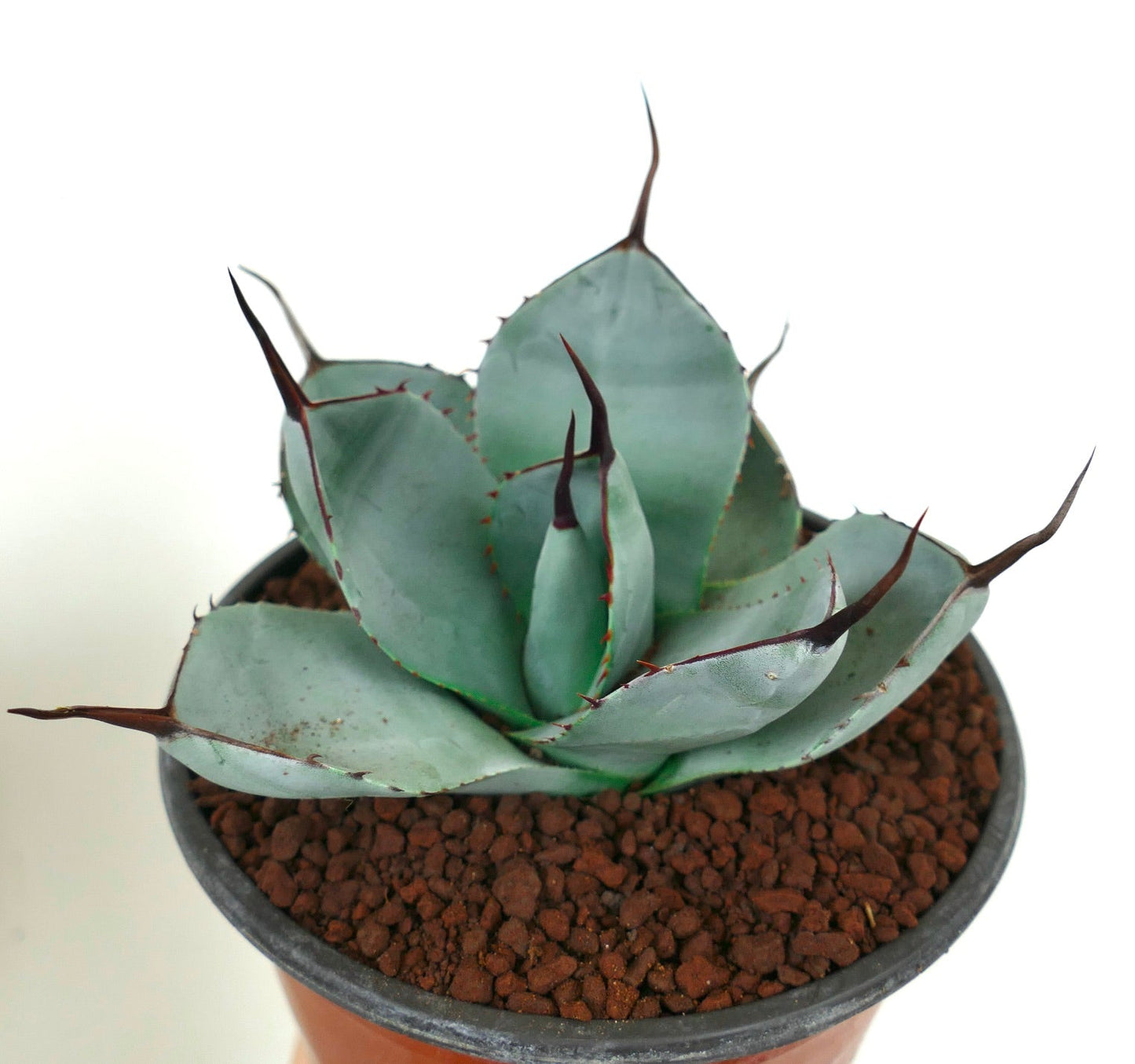 نبات عصاري أغاف بارّي أصناف 'بلو هنتنغتون' بأوراق زرقاء رمادية وأشواك حادة داكنة في وعاء