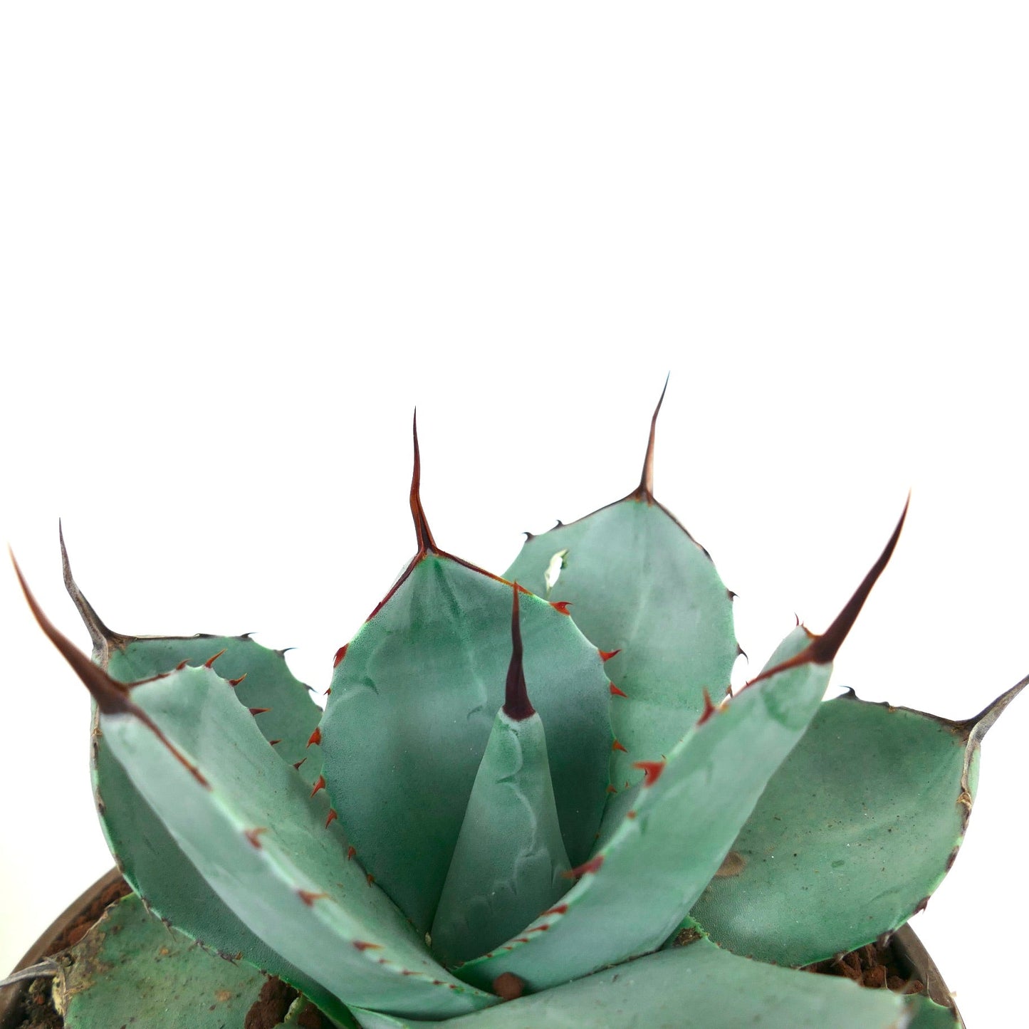 Agave parryi cv 'BLUE Huntington' succulent with blue-green leaves and prominent brown spines