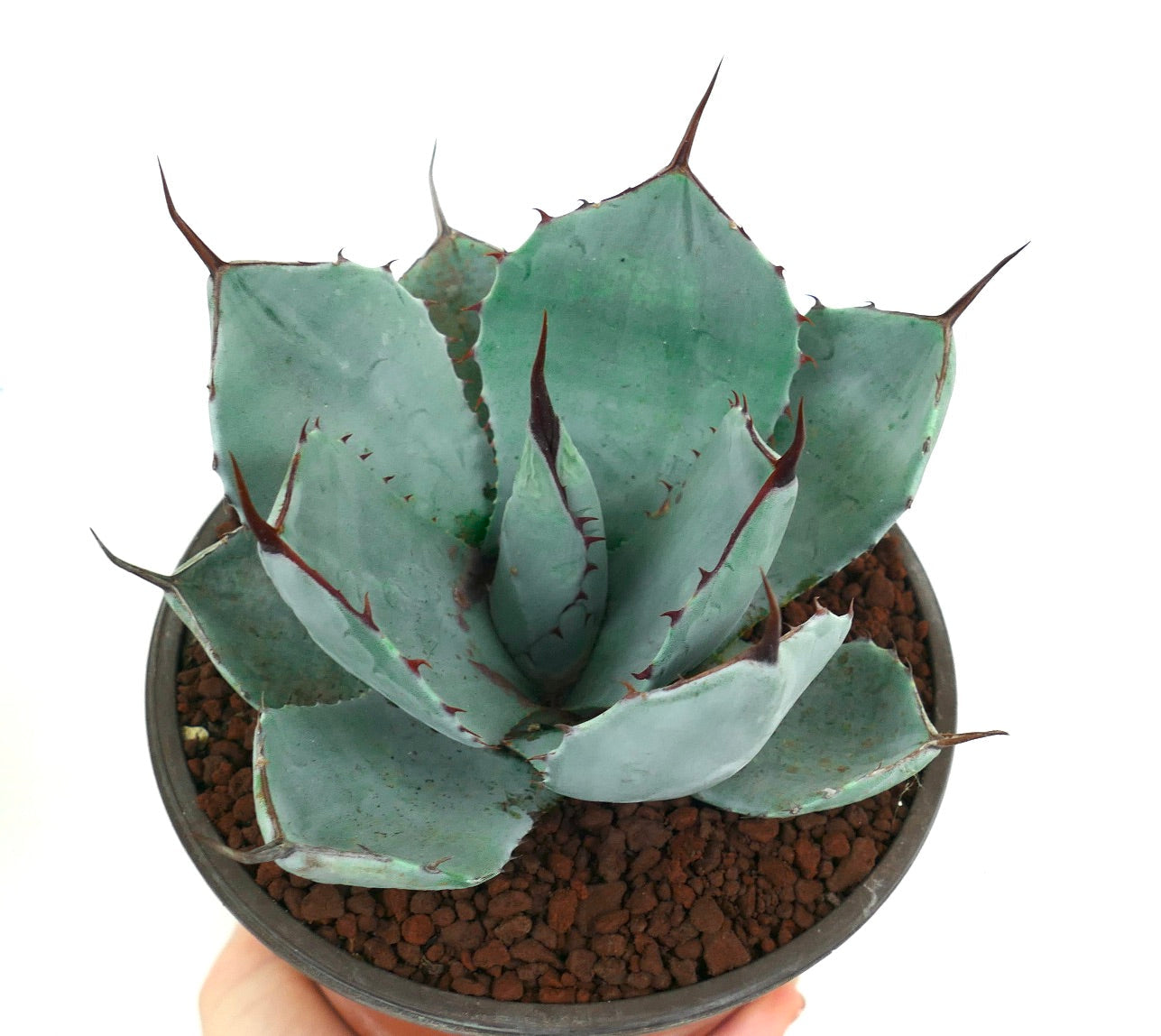 青灰色の葉と目立つ茶色の棘があるアガベ・パリーイ多肉植物(鉢植え)