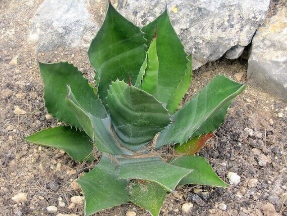 Agave salmiana succulent plant with thick green leaves and sharp spines growing in rocky soil