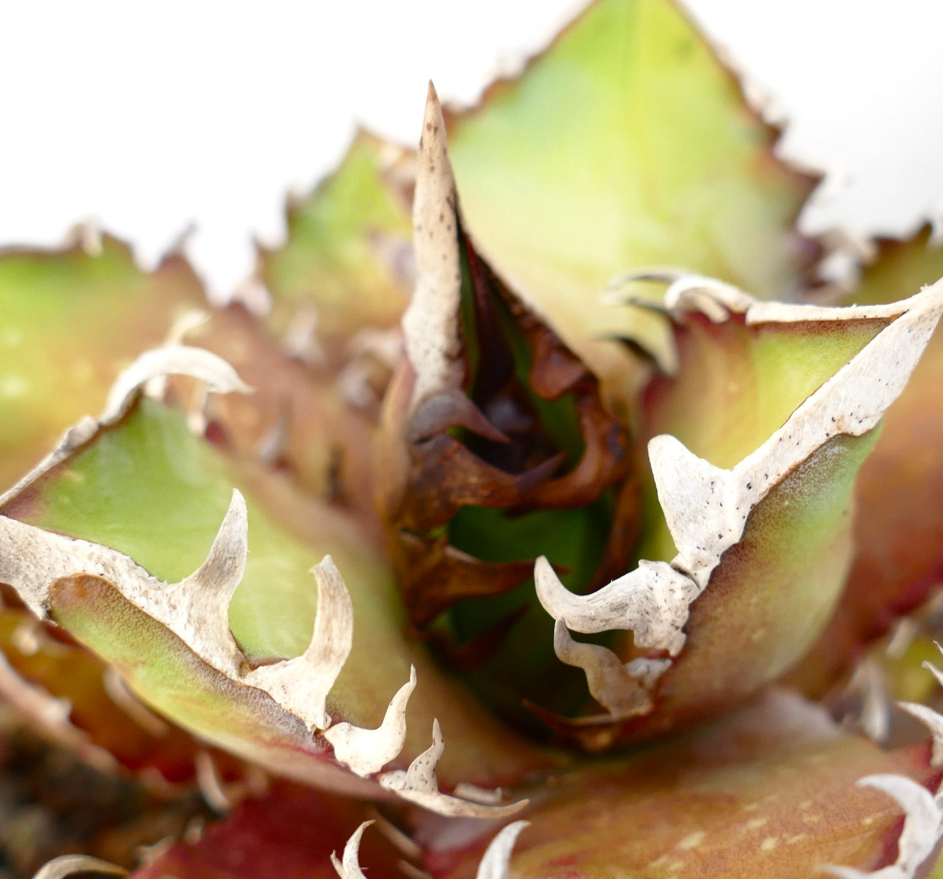 Agave titanota cv. 'Red Catweezle' 20X