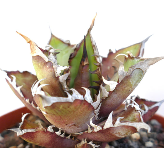 Agave titanota cv. 'Red Catweezle' 7431