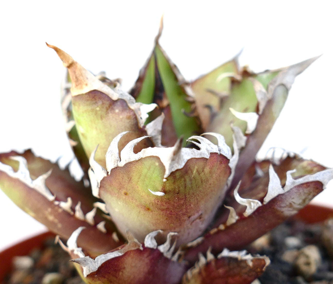 Agave titanota cv. 'Red Catweezle' 7431