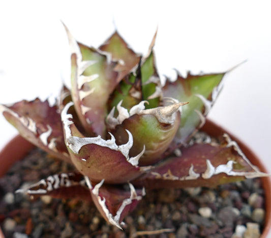 Agave titanota cv. 'Red Catweezle' 85BZ
