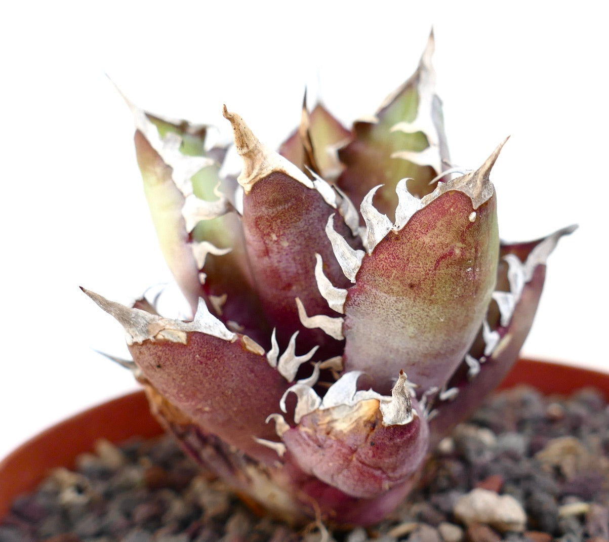 Agave titanota cv. 'Red Catweezle' rare succulent with thick reddish leaves and white spiny margins