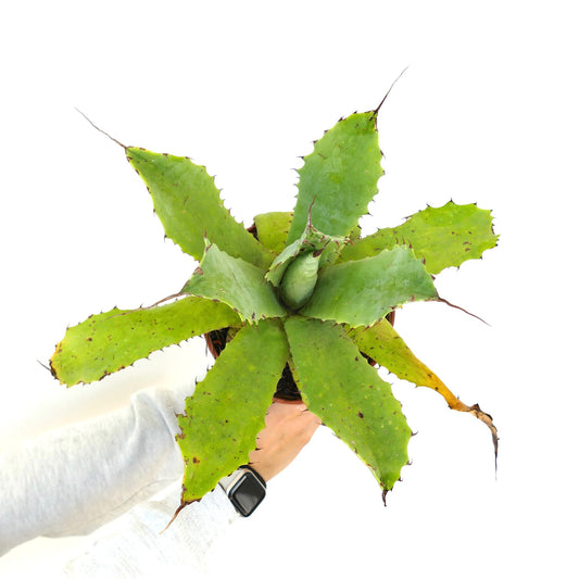 Agave verschaffeltii x eborispina succulent with broad green leaves and long spines held in hand