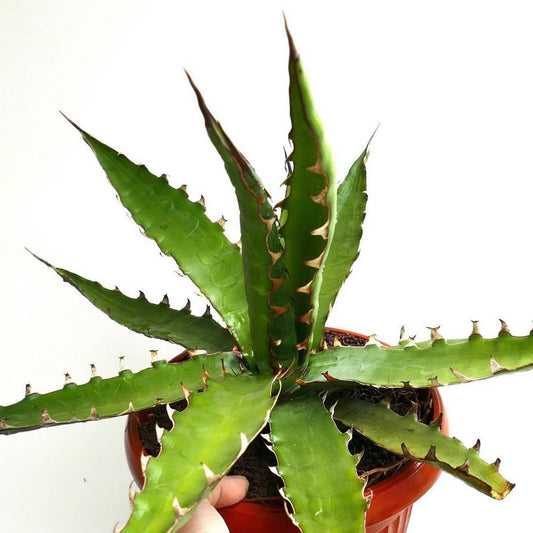 Agave xylonacantha succulent with thick green leaves and prominent brown spines in pot