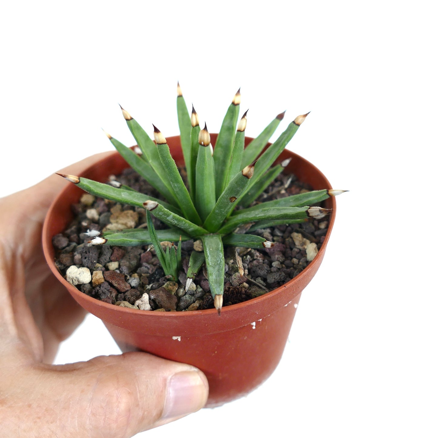 Agave albopilosa succulenta con foglie strette verdi e spine con punte marroni in vaso piccolo