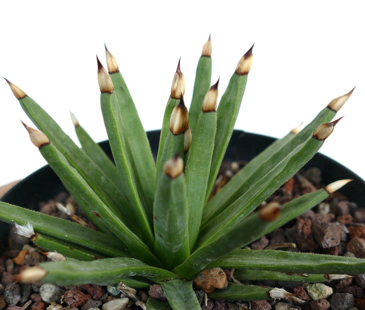Agave albopilosa succulenta con foglie strette verdi e spine marroni distintive sulle punte