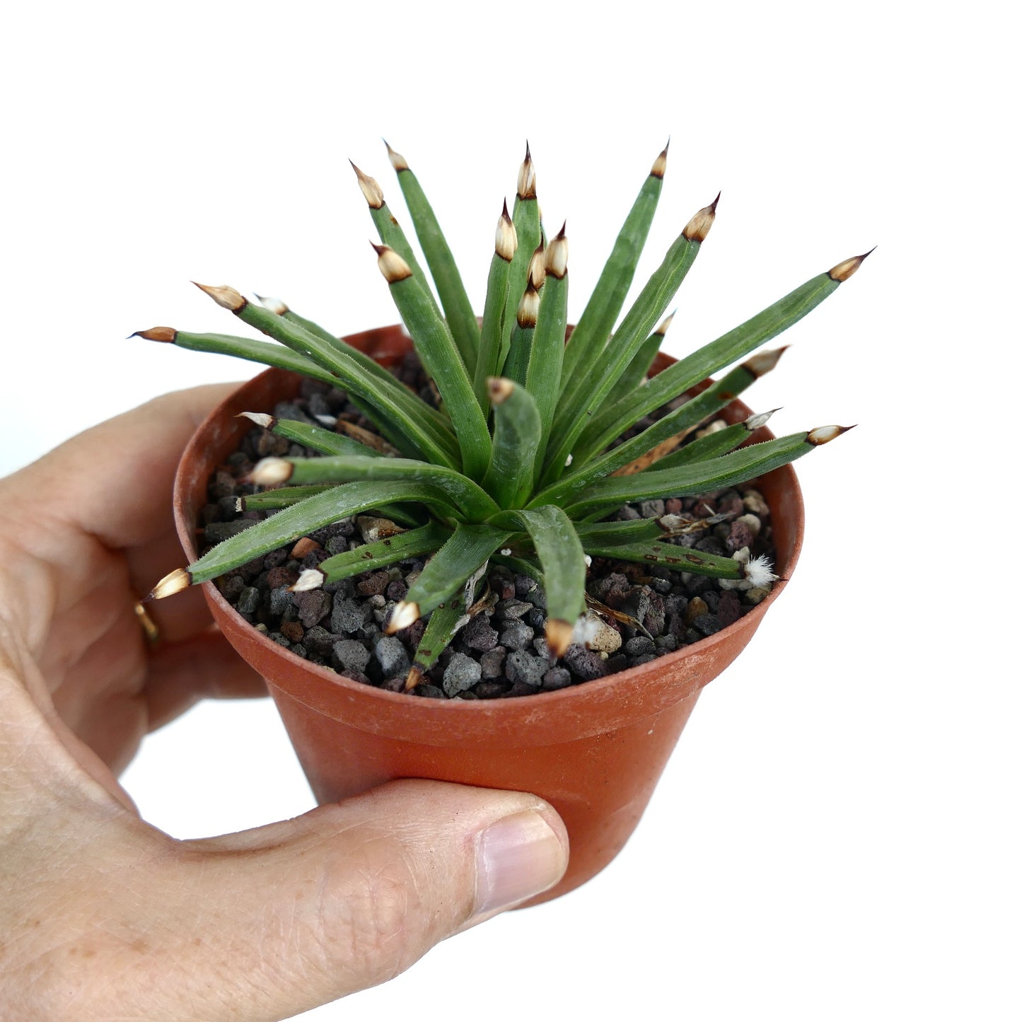 Agave albopilosa succulent with slender green leaves and brown-tipped spines in small pot