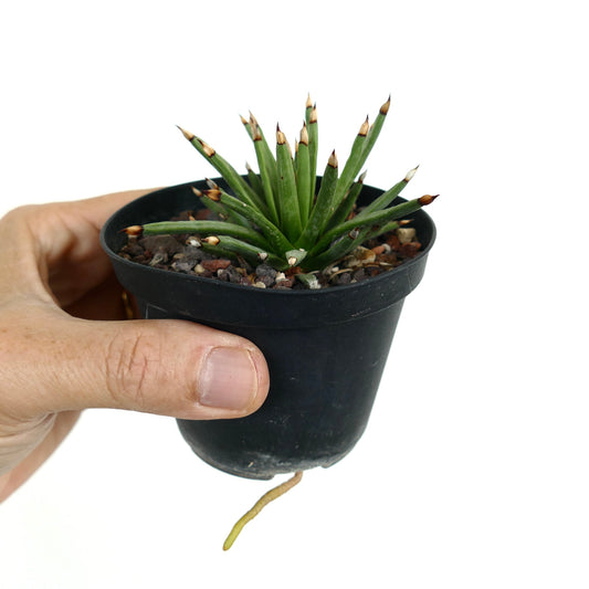 Agave albopilosa small succulent with narrow green leaves and brown-tipped spines in black pot