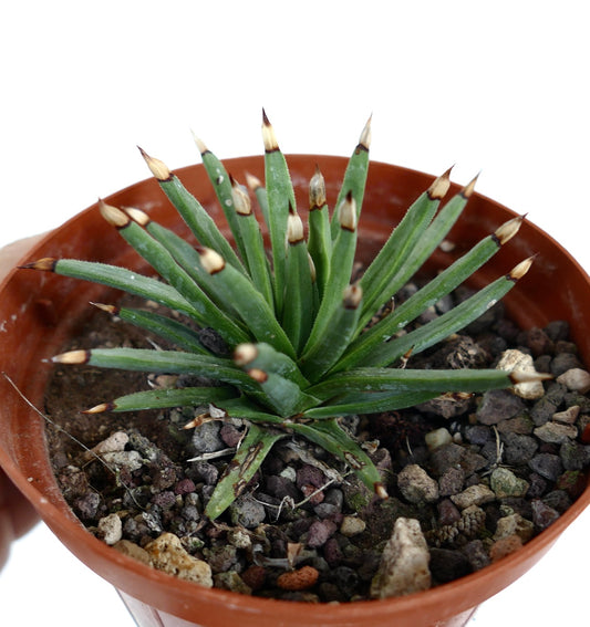 Agave albopilosa succulent with slender green leaves and dark tipped spines in pot