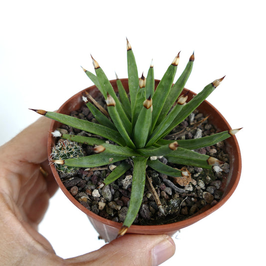 Agave albopilosa succulent with narrow green leaves and dark brown spines in small pot