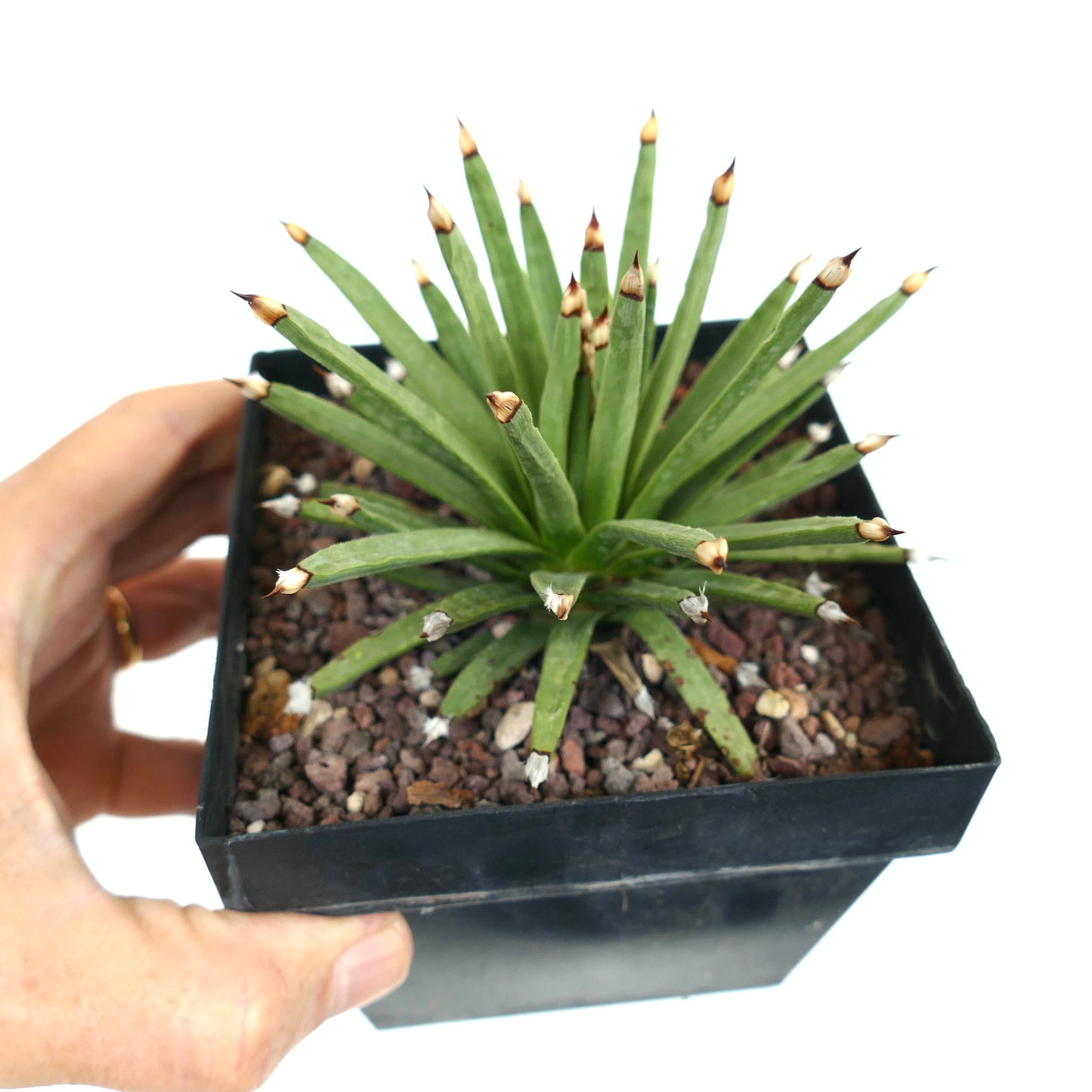 Succulenta Agave albopilosa con foglie verdi sottili e spine con punte marroni in vaso nero