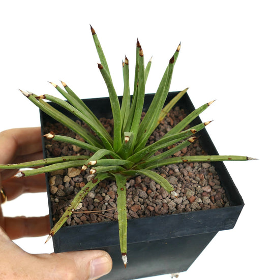 Agave albopilosa succulent with slender green leaves and sharp brown-tipped spines in black pot