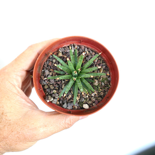 Agave albopilosa small succulent with narrow green leaves and brown spines in pot