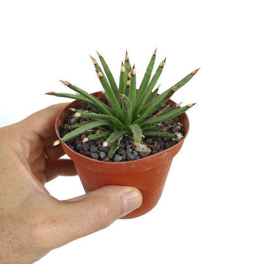 Agave albopilosa succulent with slender green leaves and brown-tipped spines in small pot