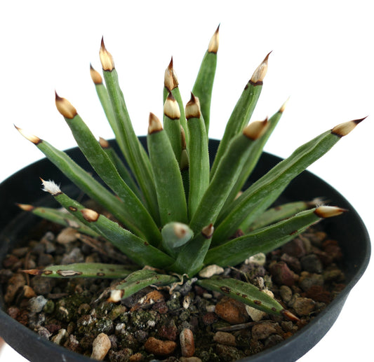 Agave albopilosa succulent with slender green leaves and brown-tipped spines in pot