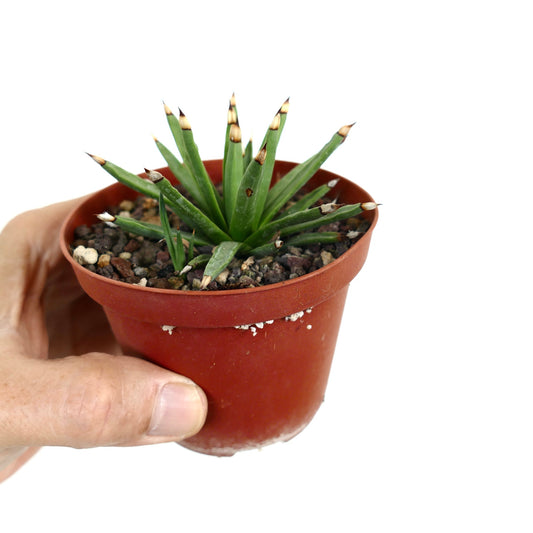 Agave albopilosa small succulent with pointed green leaves and brown tipped spines in pot